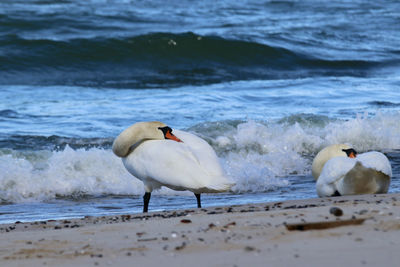 View of birds on beach
