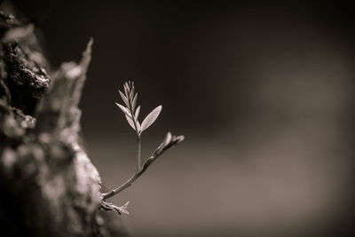 Close-up of flowering plant against blurred background