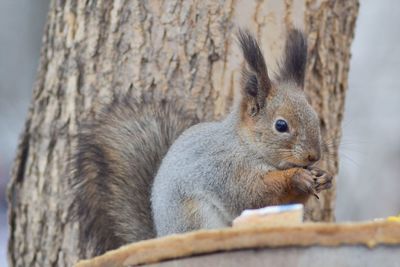 Close-up of squirrel in tree