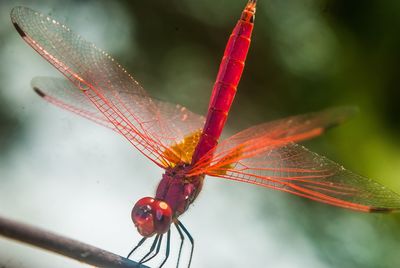 Close-up of damselfly on red leaf