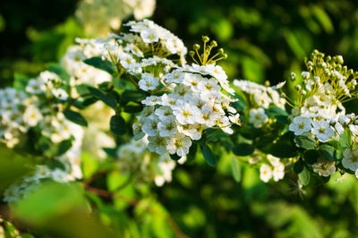 Close-up of flowering plant