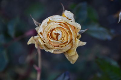 Close-up of wilted rose blooming outdoors