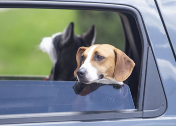 Dog looking through window