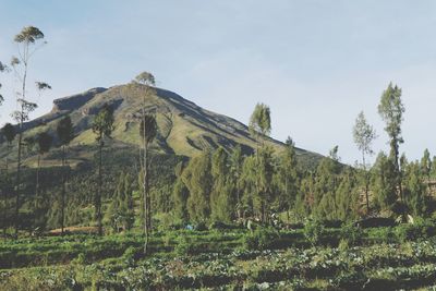 Scenic view of trees and mountains against sky