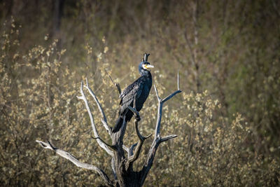 Bird perching on a tree