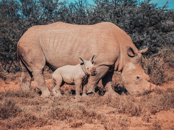 Rhinoceros with young animal on field