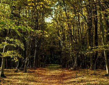 Trees in forest