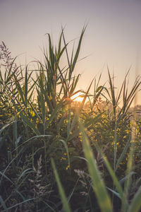 Close-up of grass on field against sky