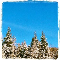 Low angle view of trees against blue sky