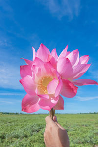 Hand holding pink flowering plant