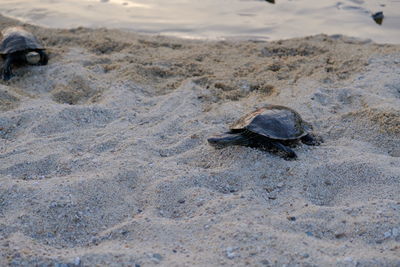 High angle view of lizard on beach