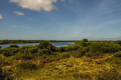 Texel, the netherlands. september 2021. dune landscape with heather on the island of texel.