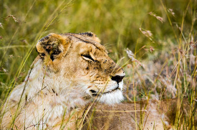 View of a cat looking away