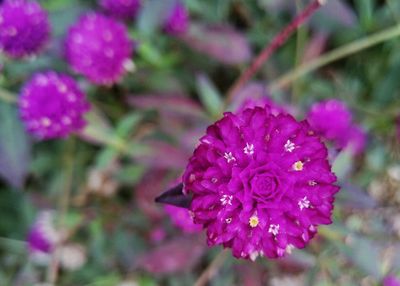 Close-up of pink flowers blooming outdoors