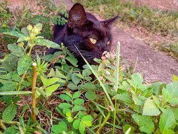 Portrait of a cat in a field