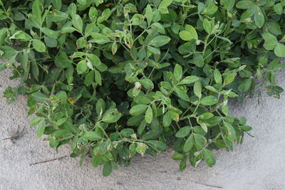 High angle view of ivy growing on field