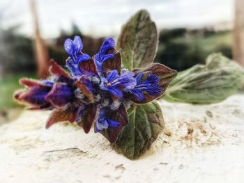 Close-up of flower