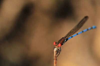 dragonflies and damseflies