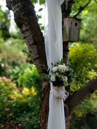 Close-up of white flowers on tree trunk