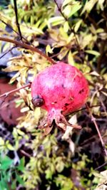 Close up view of red leaf