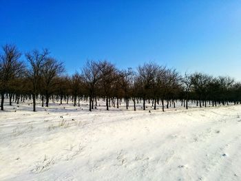 Bare trees on snow against clear sky