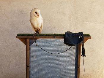 Close-up of bird perching on wall