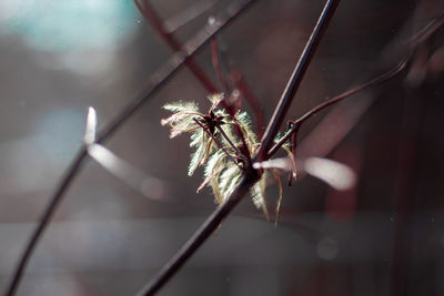 Close-up of wilted flower plant