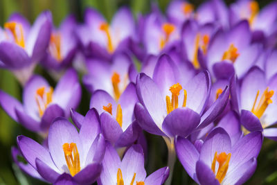 Close-up of purple crocus flowers