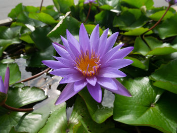 Close-up of purple water lily