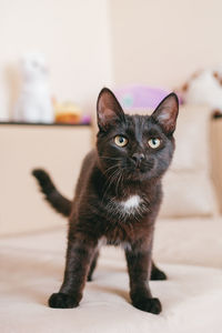 Little adorable black kitten is sitting on a beige sofa with plush toys on a background.