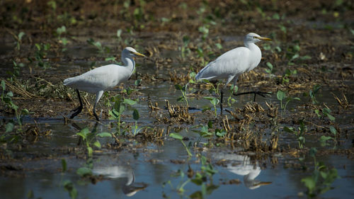 High angle view of gray heron by lake