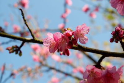 Close-up of pink cherry blossom