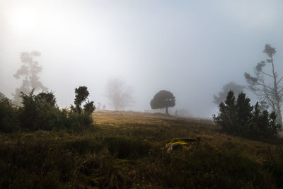 Scenic view of field in foggy weather