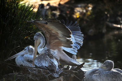 Pelicans in forest