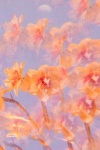 Close-up of pink flowers