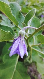 Close-up of purple flower on plant