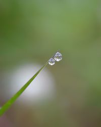 Close-up of water drop on grass