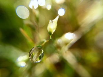 Close-up of water drops on leaf