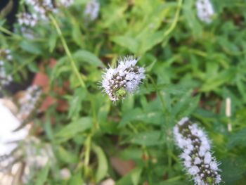 Close-up of flower