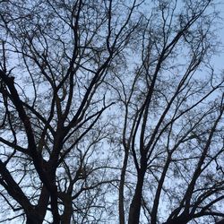 Low angle view of bare trees against sky