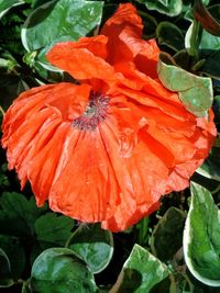 Close-up of wet orange hibiscus blooming outdoors