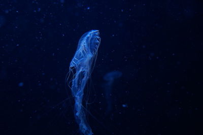 Close-up of jellyfish underwater