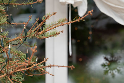 Christmas is over, the real christmas tree lets the branches hang. the needles are on the floor.