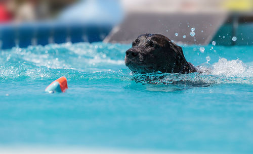 Close-up of dog swimming in pool