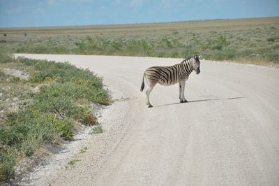 View of zebra walking on road