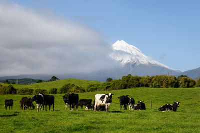 Cows on field against sky