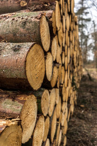 Stack of logs in forest