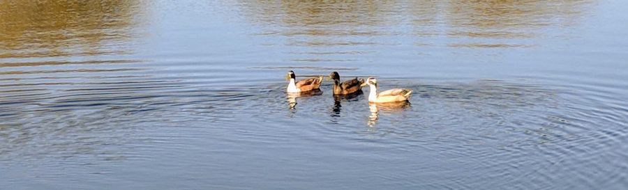 View of duck swimming in lake