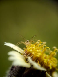 Close-up of insect on plant