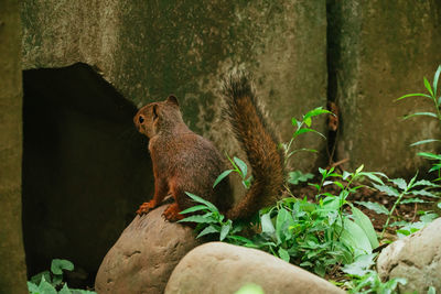 Squirrel sitting on rock in forest